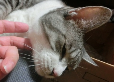 15ゴロニャー
