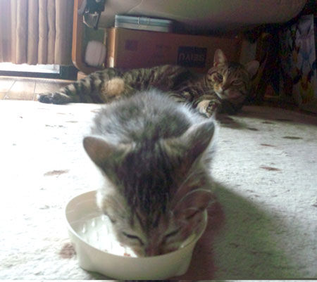 食うミライ、見守るチビ