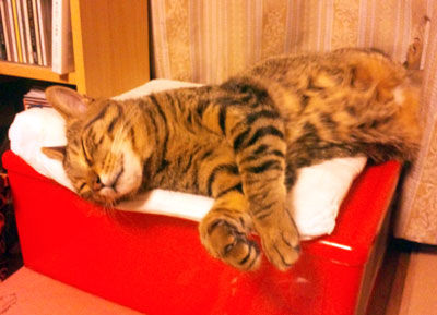 猫はこうあるべきだ