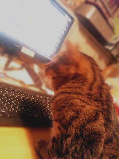 迷い猫掲示板閲覧中?