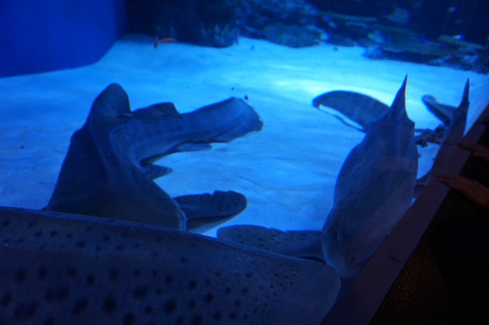 DSC00170_R