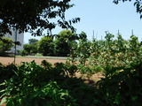 DSCN0393