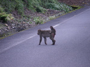 P1010048