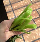 �ڤä��餳��ʴ���