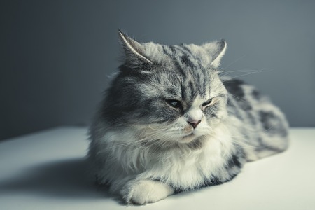 cat-1897224_1280