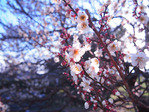 福岡の梅