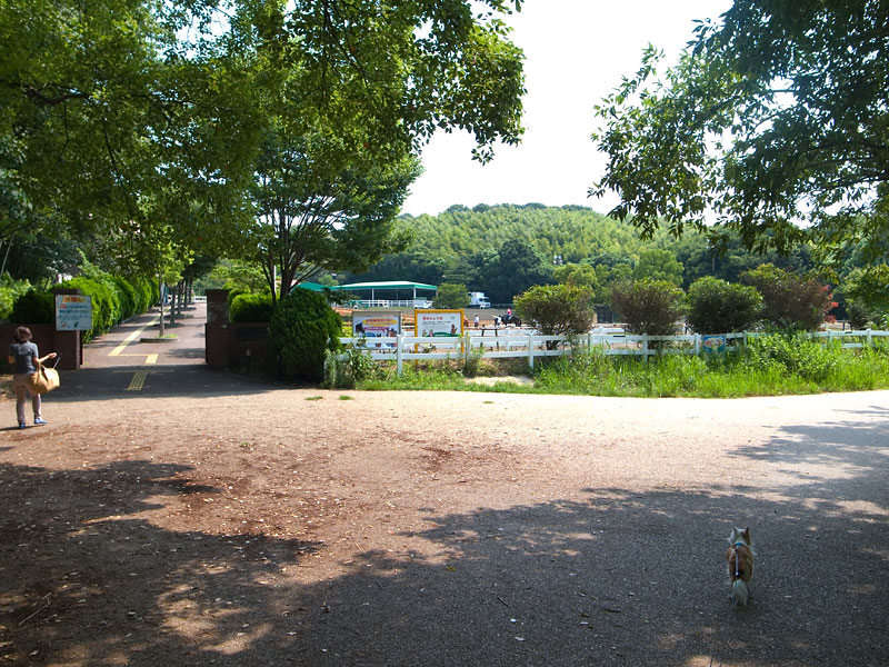 大阪府服部緑地公園犬