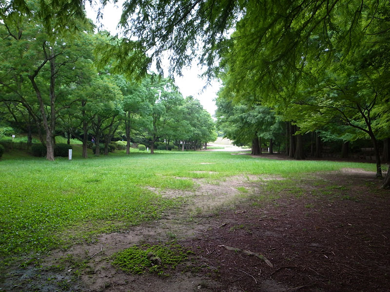 千里中央公園犬散歩