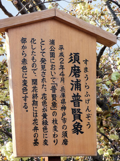 P1130008
