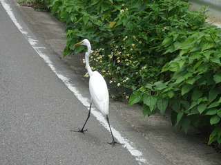 DSC00605