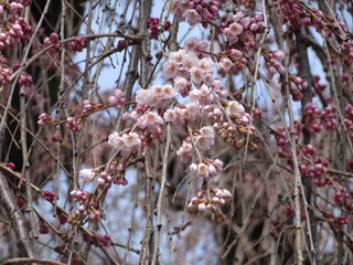 DSC00571