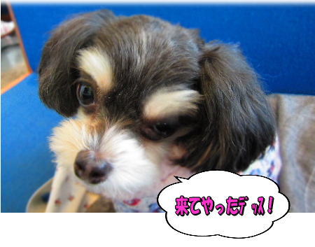 1�褿