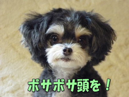 1�ܥ�
