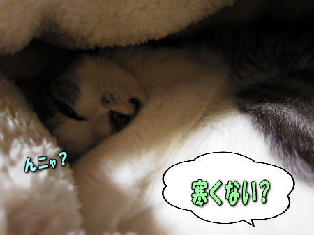 7�����ʤ�