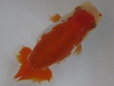 rc5