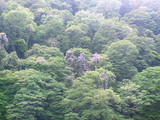 紫藤は今が見ごろ