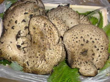 香茸