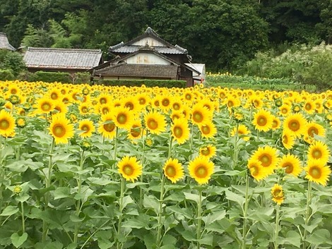 ・