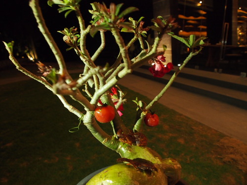 Bonsai