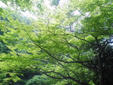 もみじの新緑も見事です
