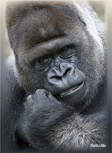 CARD-00003048