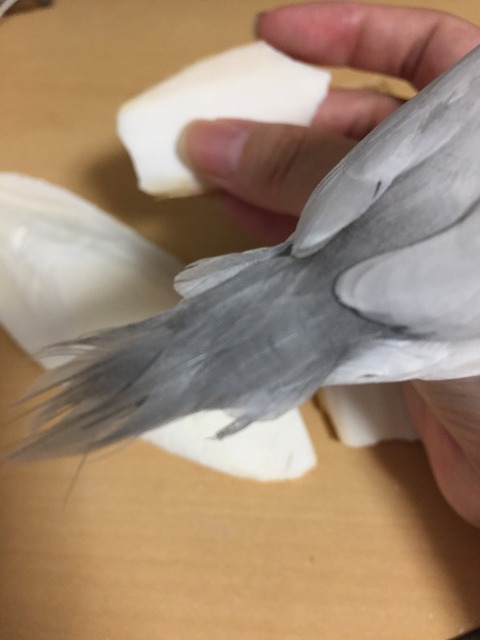 ファイル_003 (6)