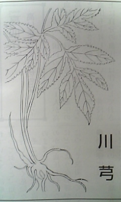 川芎