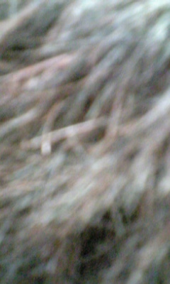 20100409_2