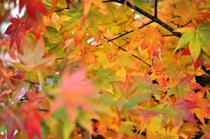 2014_1025_101157-DSC_1614
