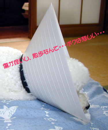 ¥¨¥ê¥¶¥Ù¥¹0