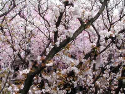 blog 460