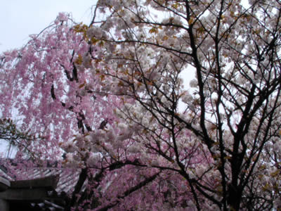 blog 459