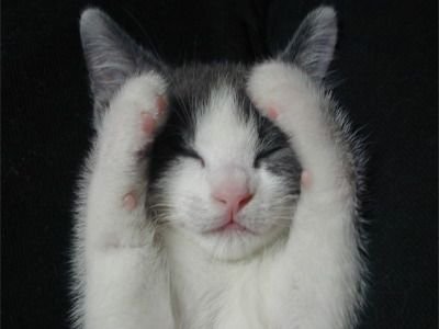 頭を抱える猫