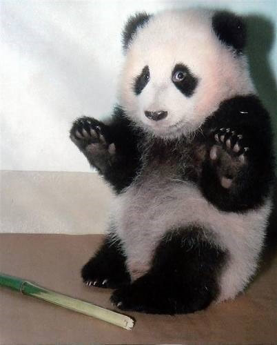 1289711982_no-fear-kungfu-panda