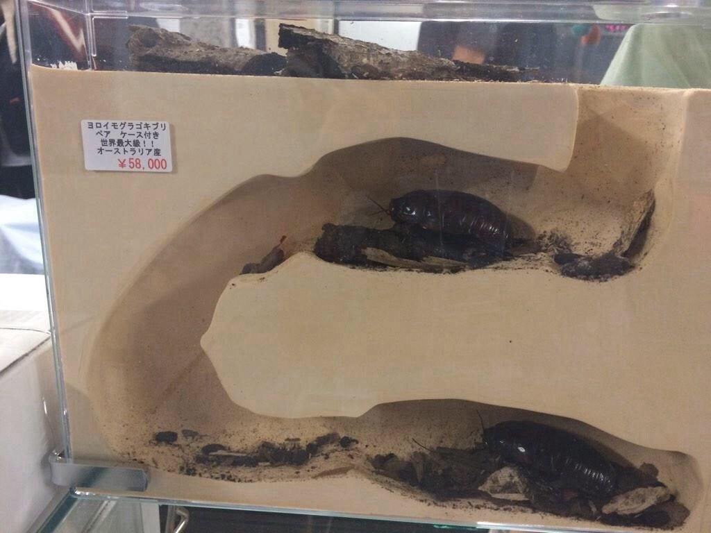 グロ注意 ゴキブリ5万8千円ｗｗｗｗｗｗｗｗｗｗｗｗｗｗｗ ２ｃｈみんなのまとめ
