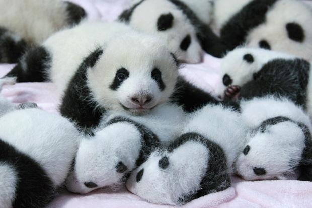 138003340320178792228_panda1