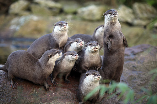 london-zoo-otter1