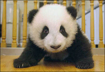 panda17_m