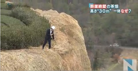 京都茶畑問題