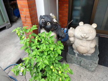 さかゐ食堂@扇町(20)月見そば310おかず大(ハムエッグ)250