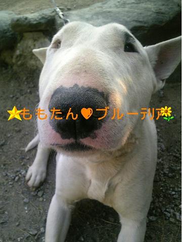 ももたろう
