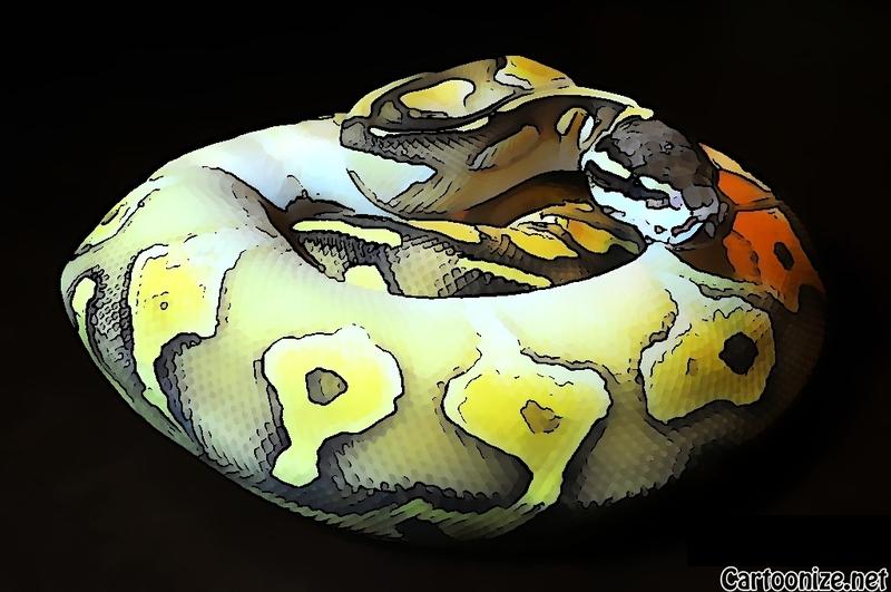 Cartoon_BallPython3