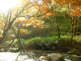 大門川モミジ（せ）