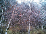 氷４
