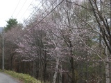 山桜