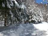 樹氷２