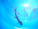 山椒魚