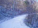 りんどうの郷道路