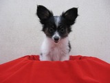 s-IMG_2862