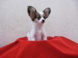 s-IMG_2887